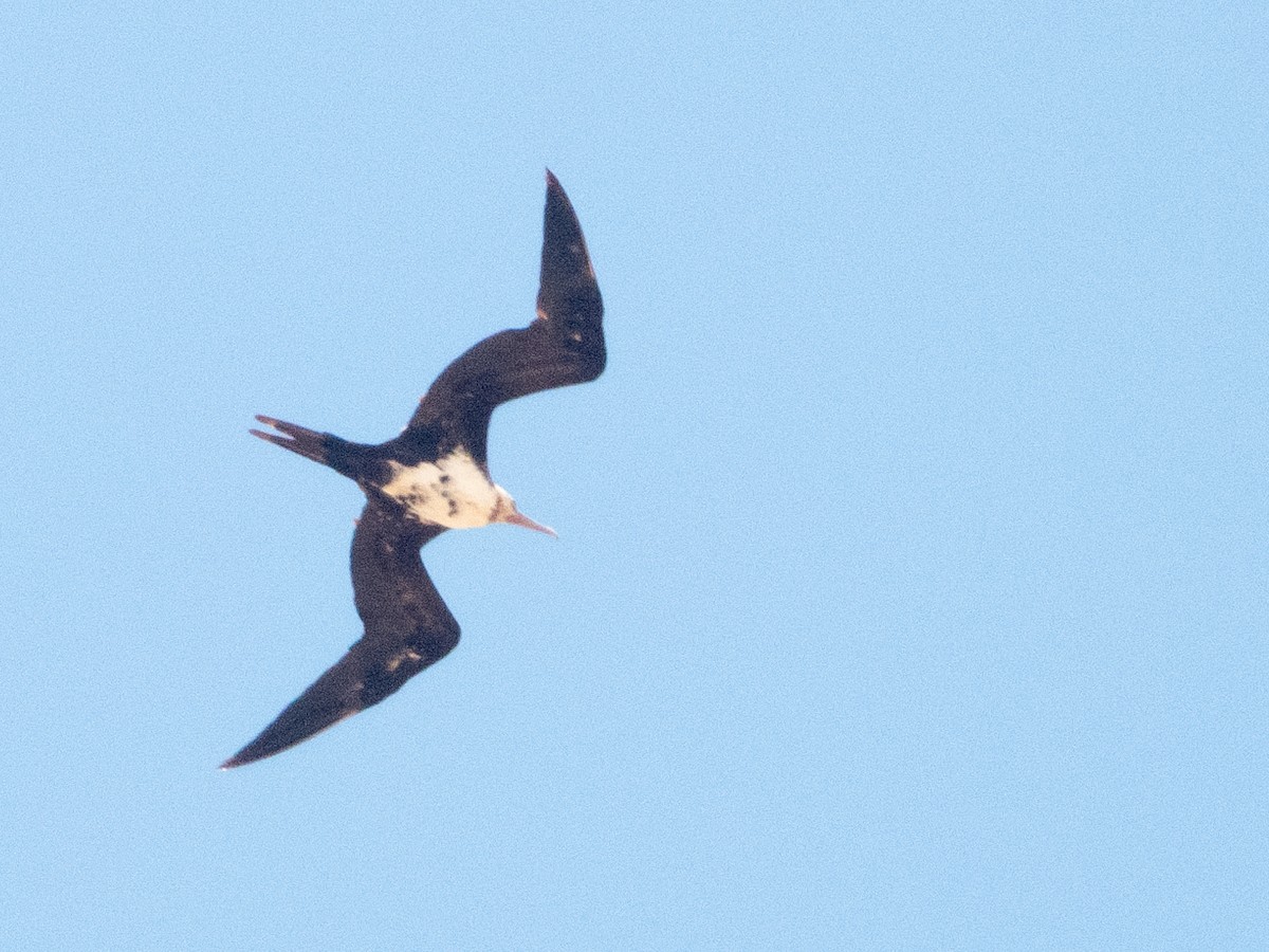 Great Frigatebird - ML620686414