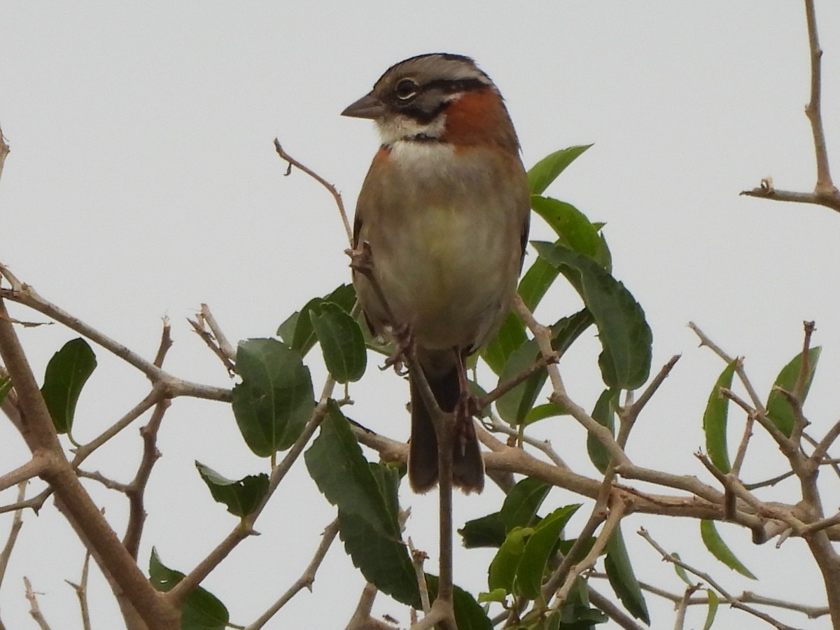 Rufous-collared Sparrow - ML620686416