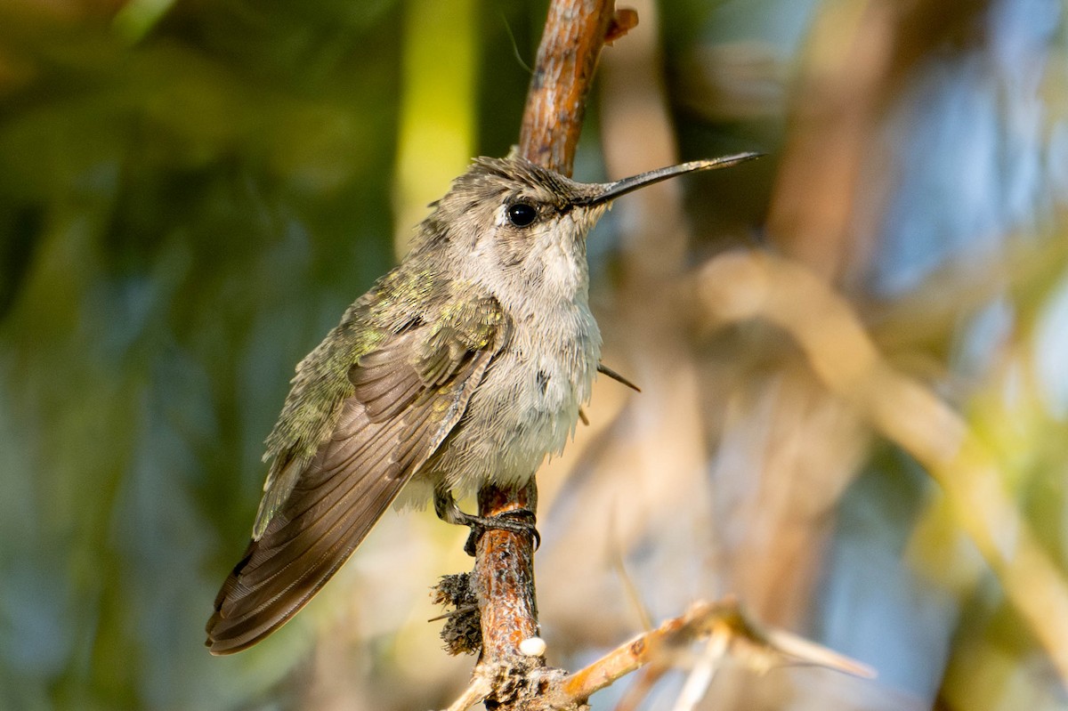 ørkenkolibri - ML620686417