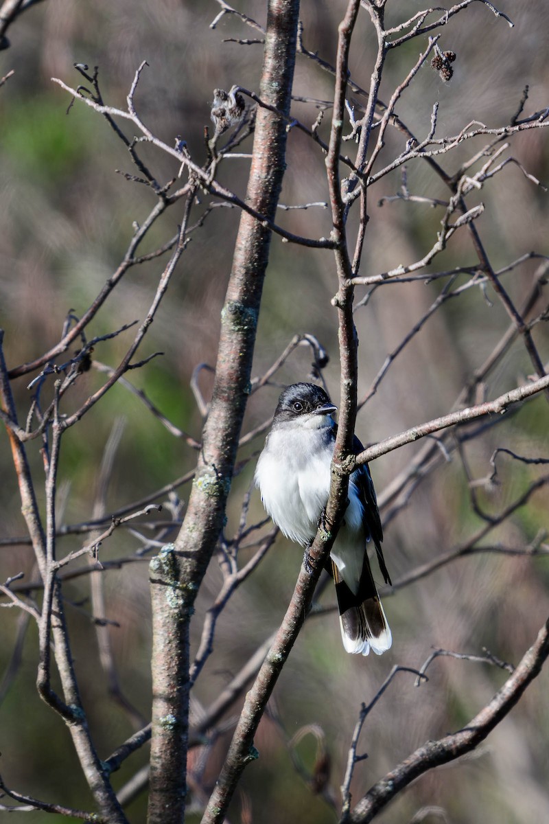 Eastern Kingbird - ML620686420