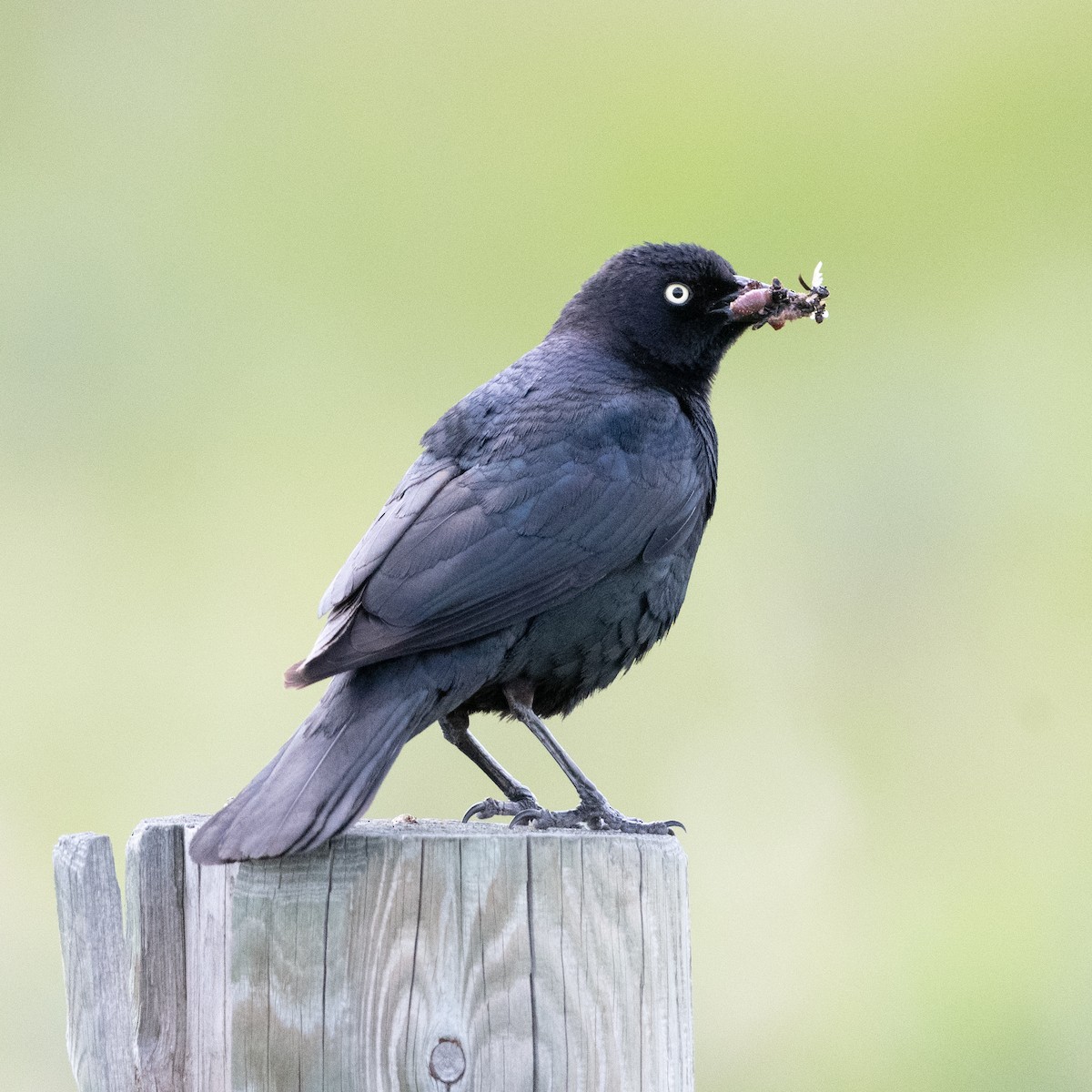 Brewer's Blackbird - ML620686423