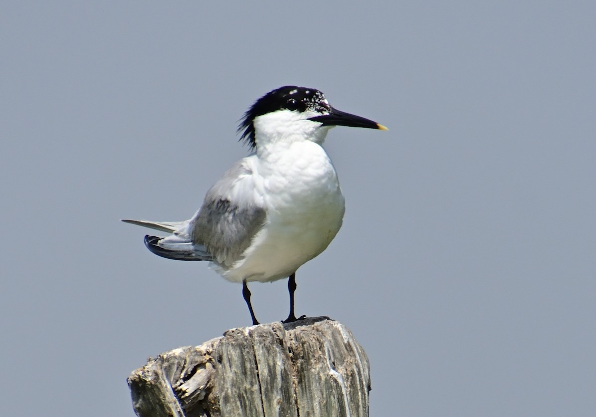 Sandwich Tern - ML620686428