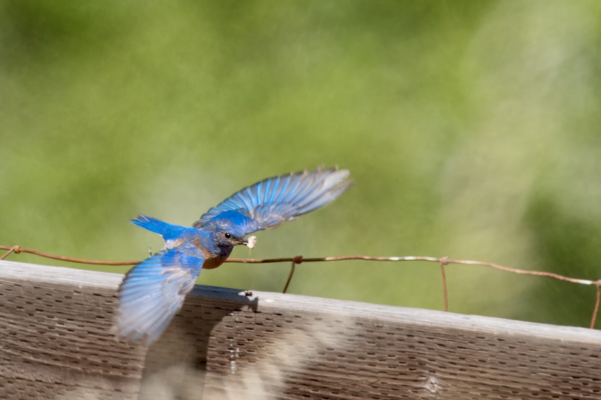 Western Bluebird - ML620686431