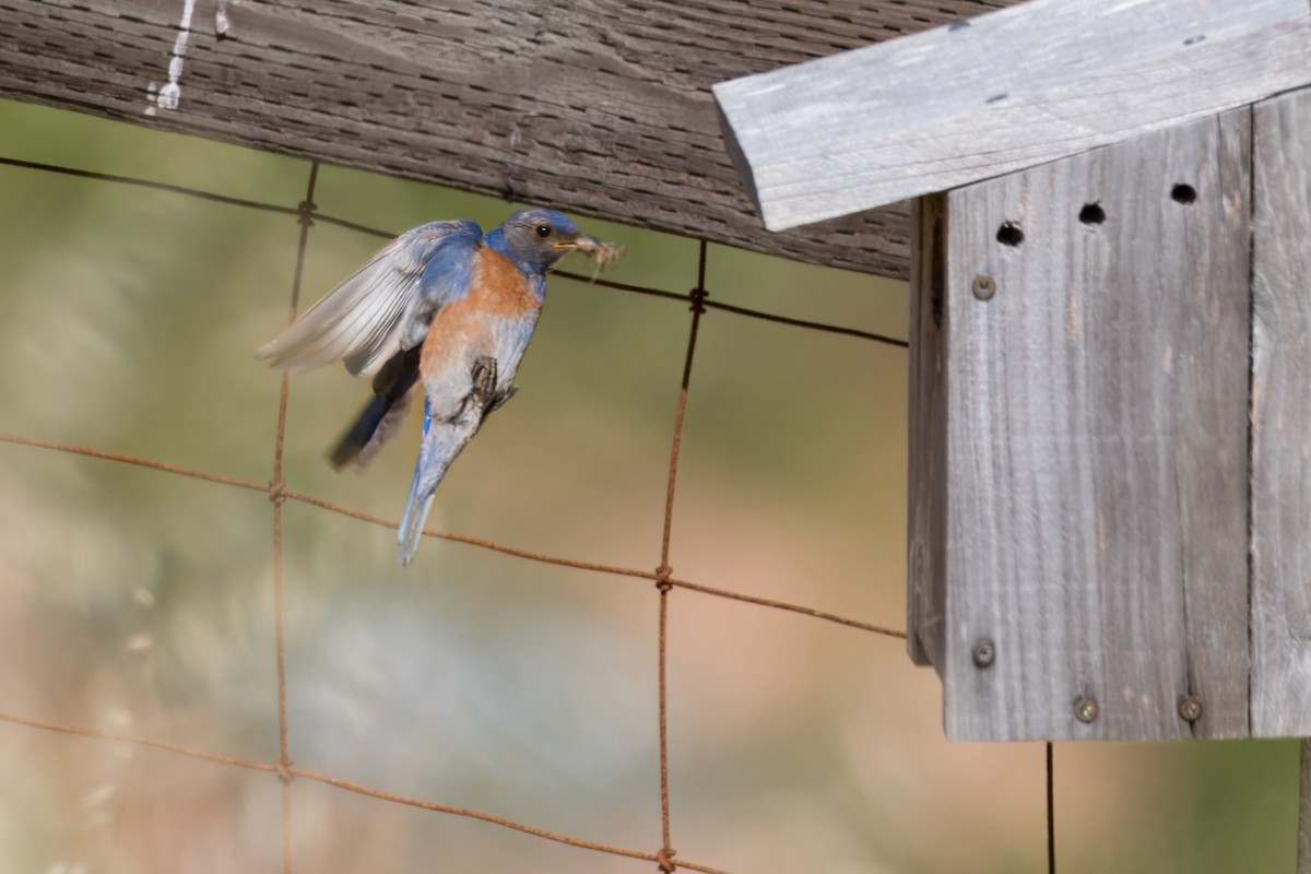 Western Bluebird - ML620686432