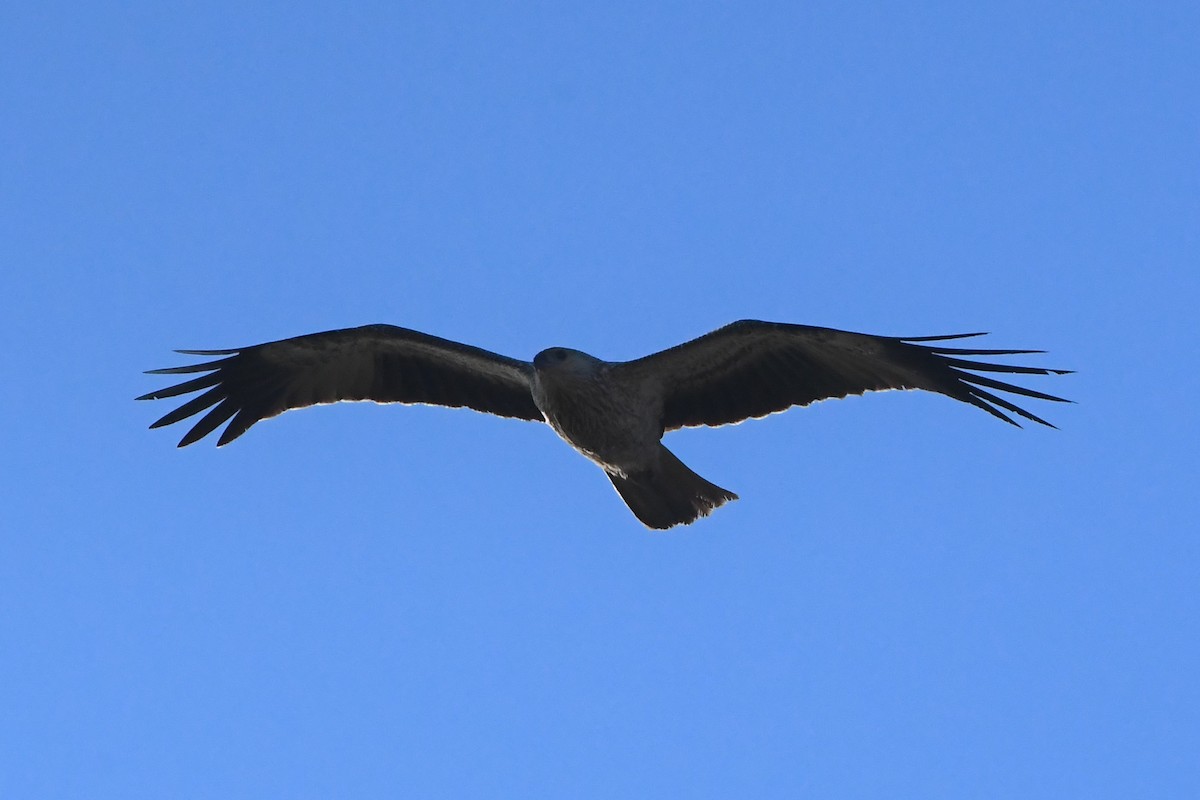 Whistling Kite - ML620686433