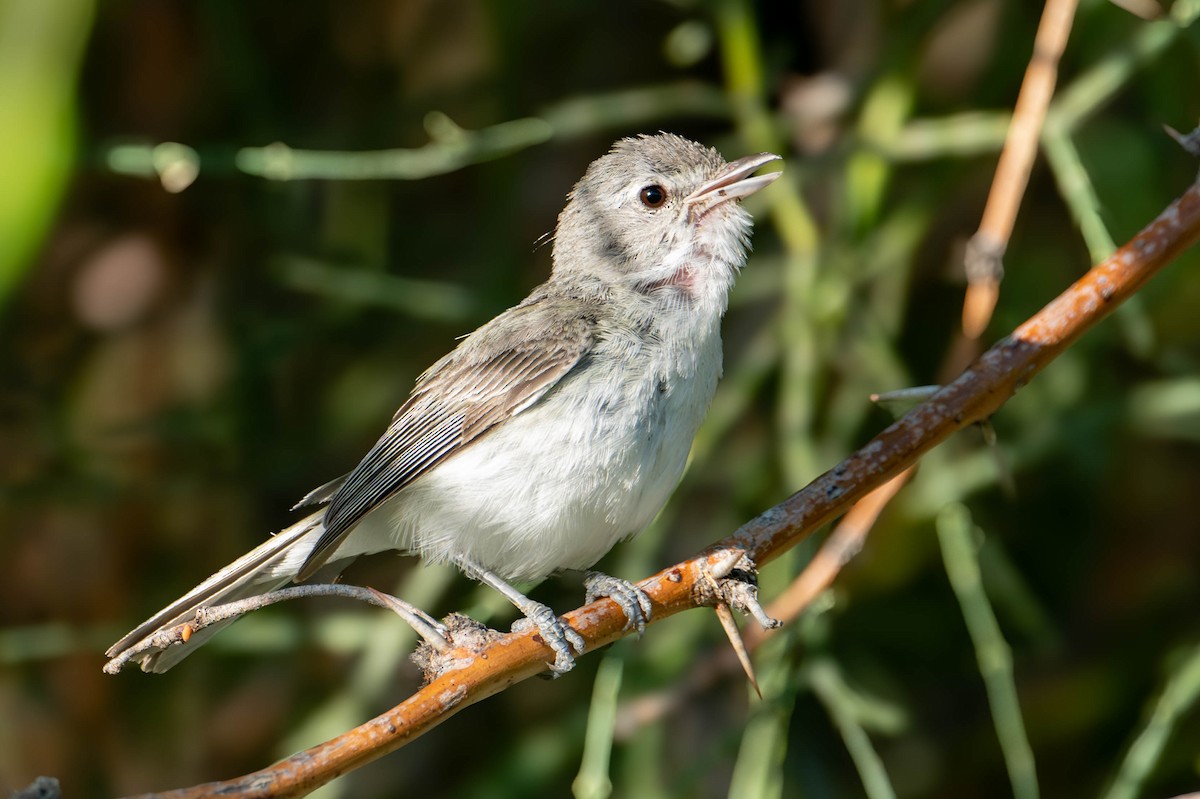 Bell's Vireo - ML620686434