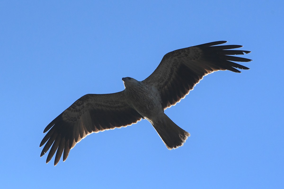 Whistling Kite - ML620686435