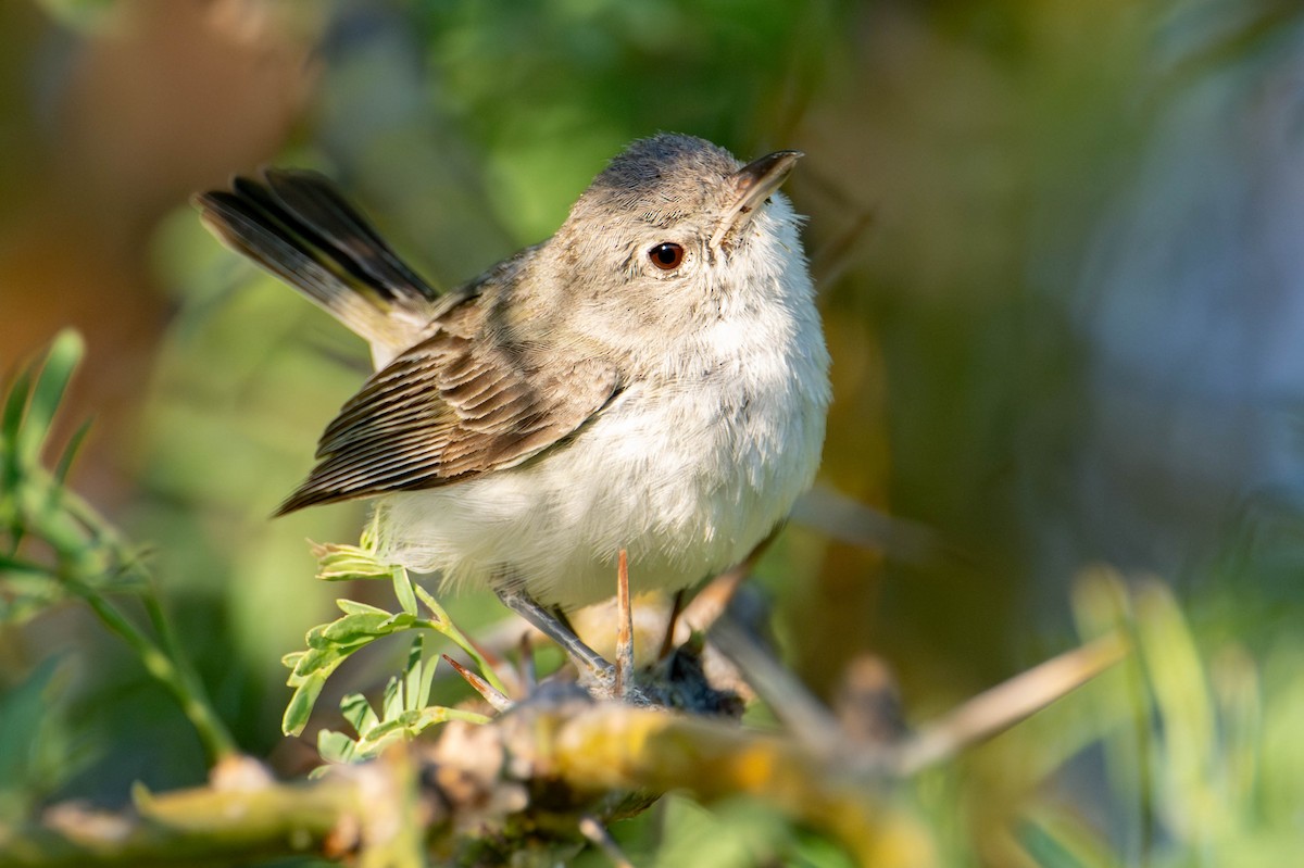 Bell's Vireo - Nancy Christensen