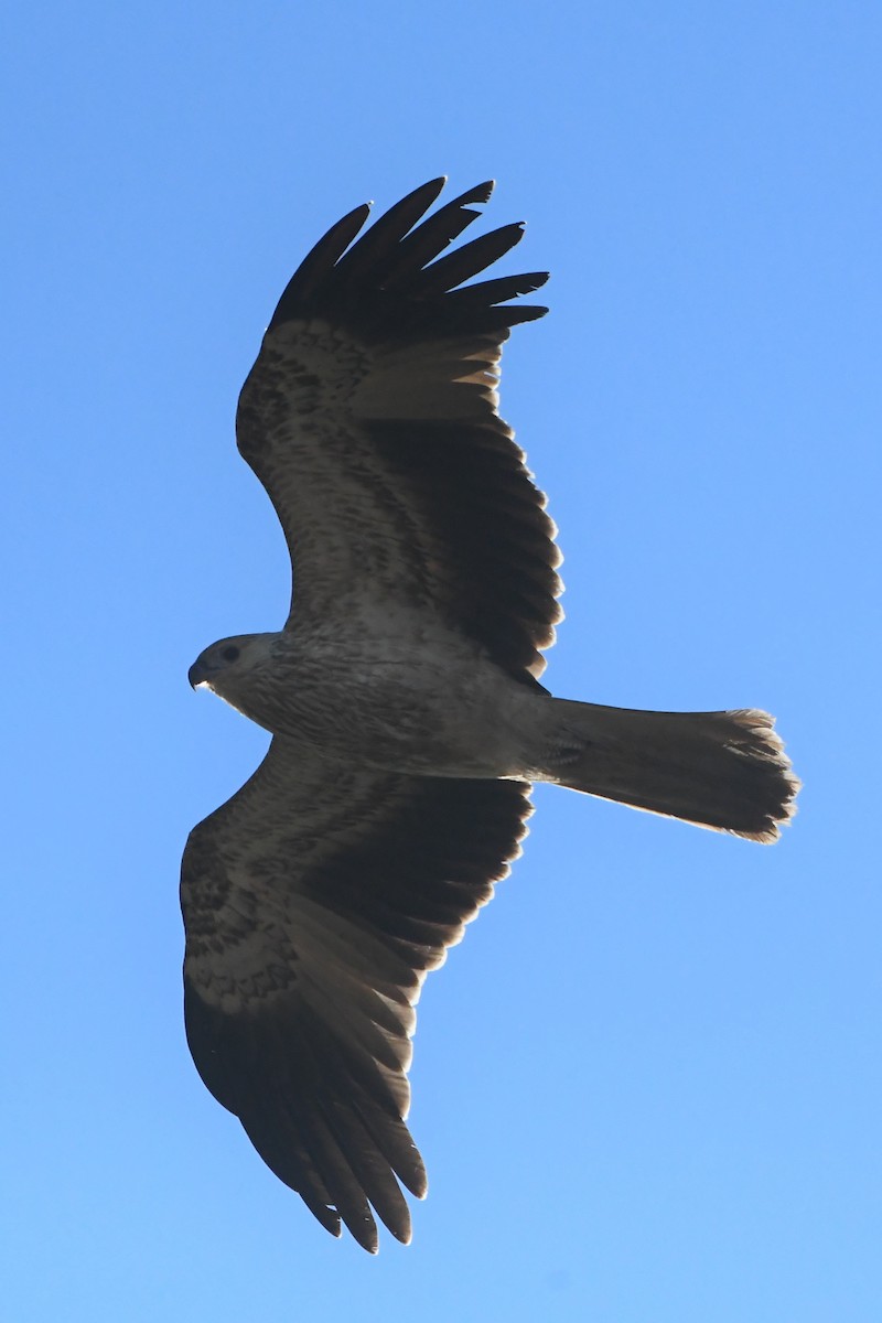 Whistling Kite - ML620686437