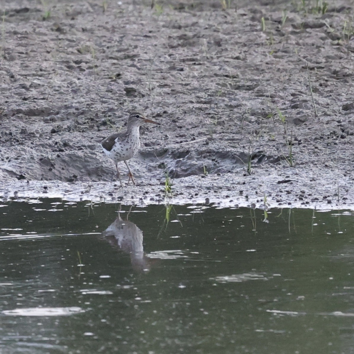 Spotted Sandpiper - ML620686440