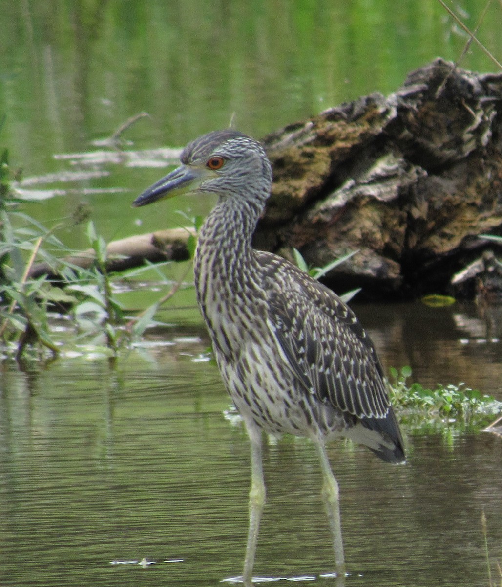 Yellow-crowned Night Heron - ML620686441