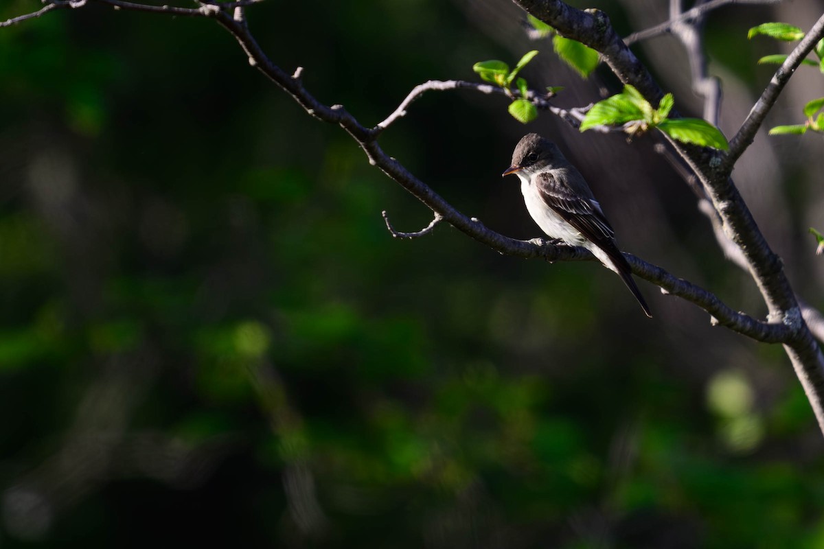 Alder Flycatcher - ML620686442