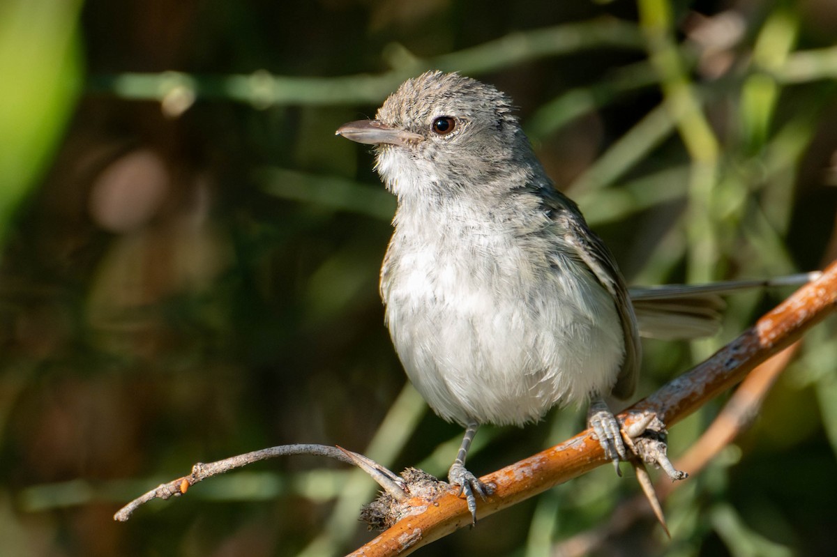 Bell's Vireo - ML620686443