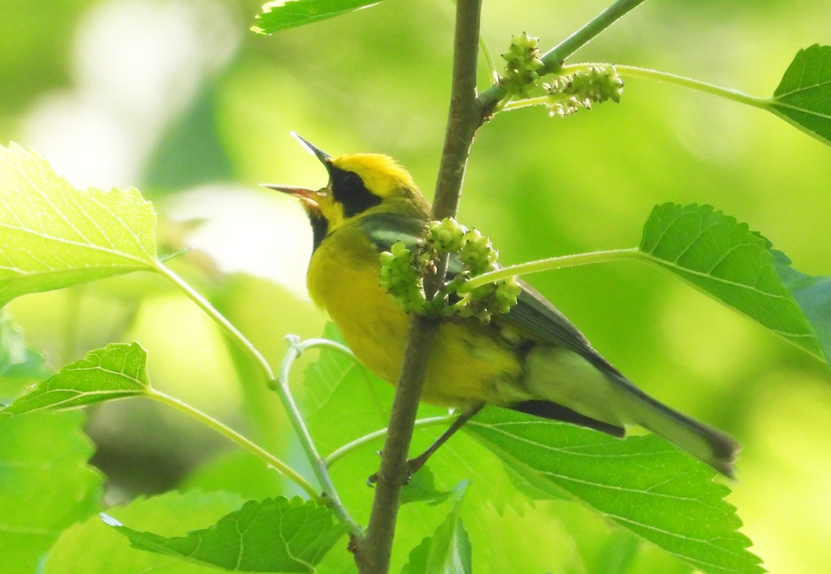 Lawrence's Warbler (hybrid) - ML620686446