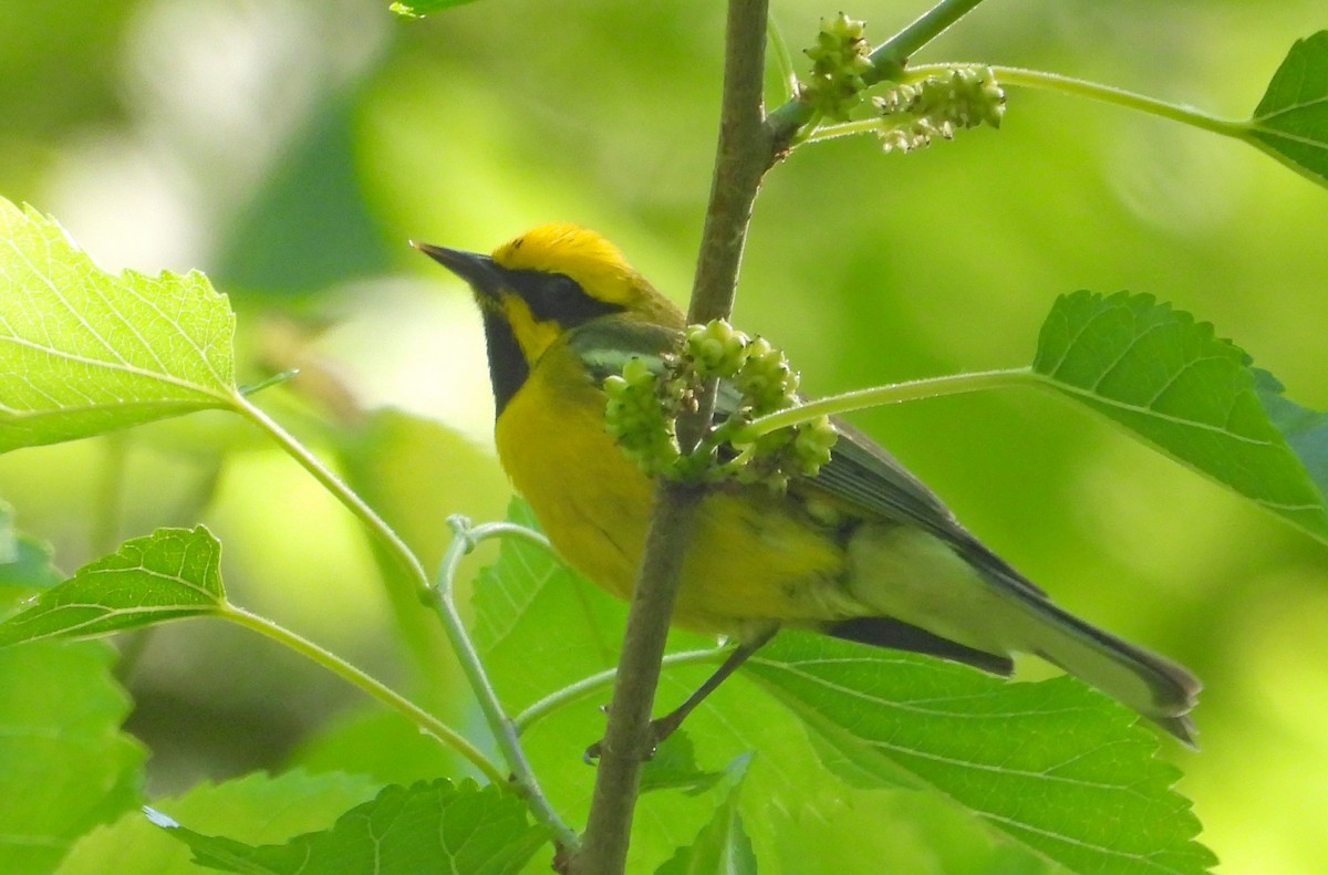 Lawrence's Warbler (hybrid) - ML620686447