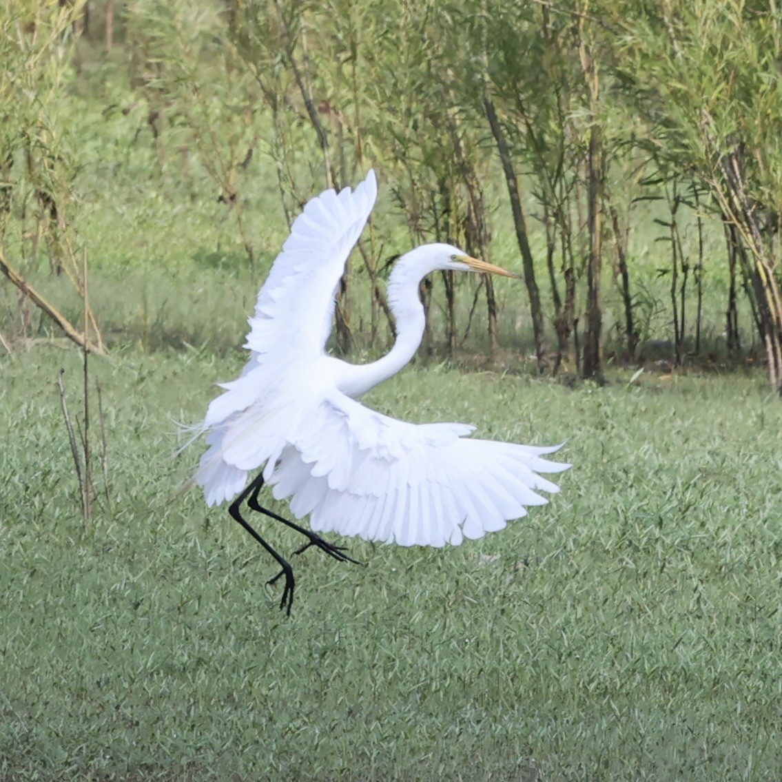 Great Egret - ML620686457