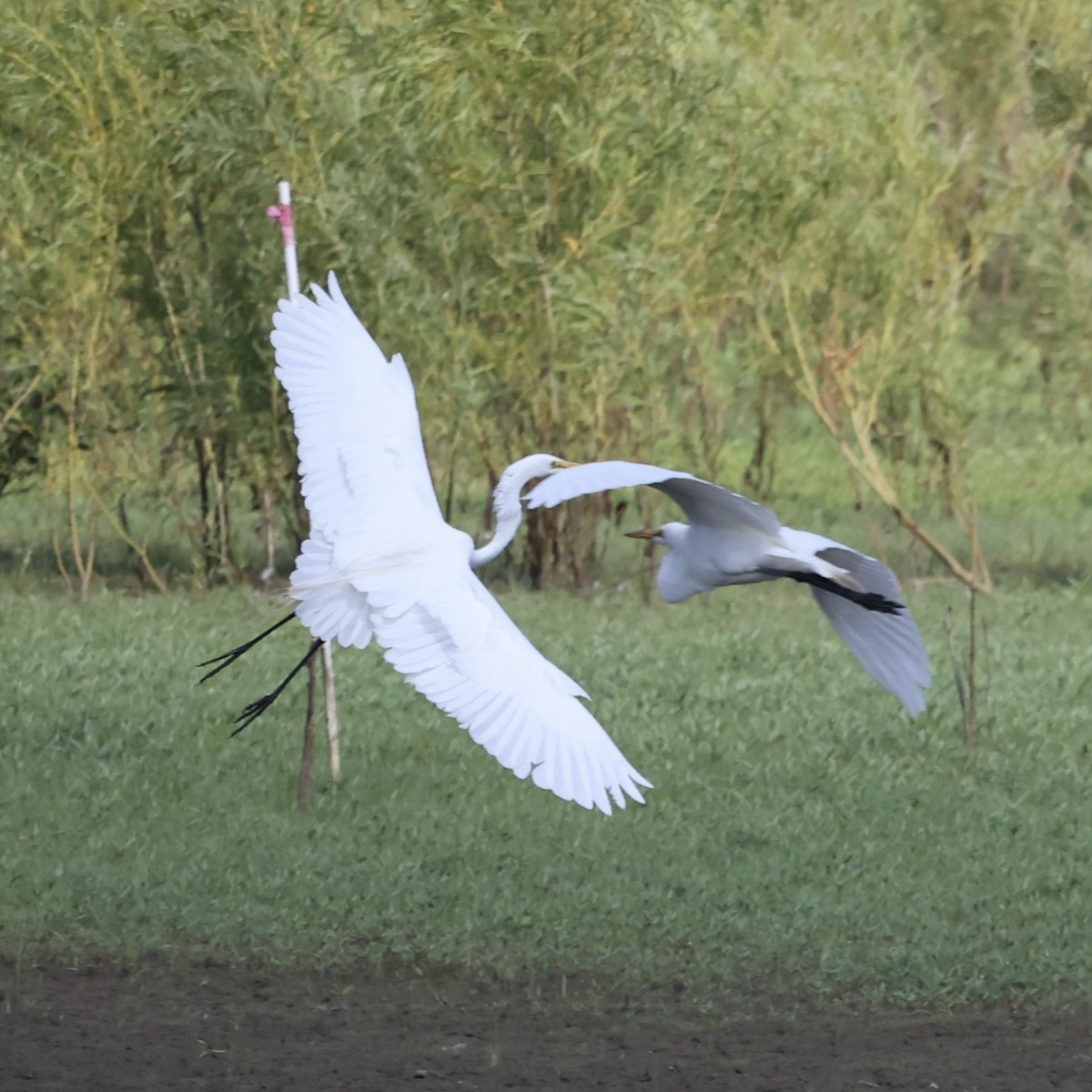 Great Egret - ML620686460