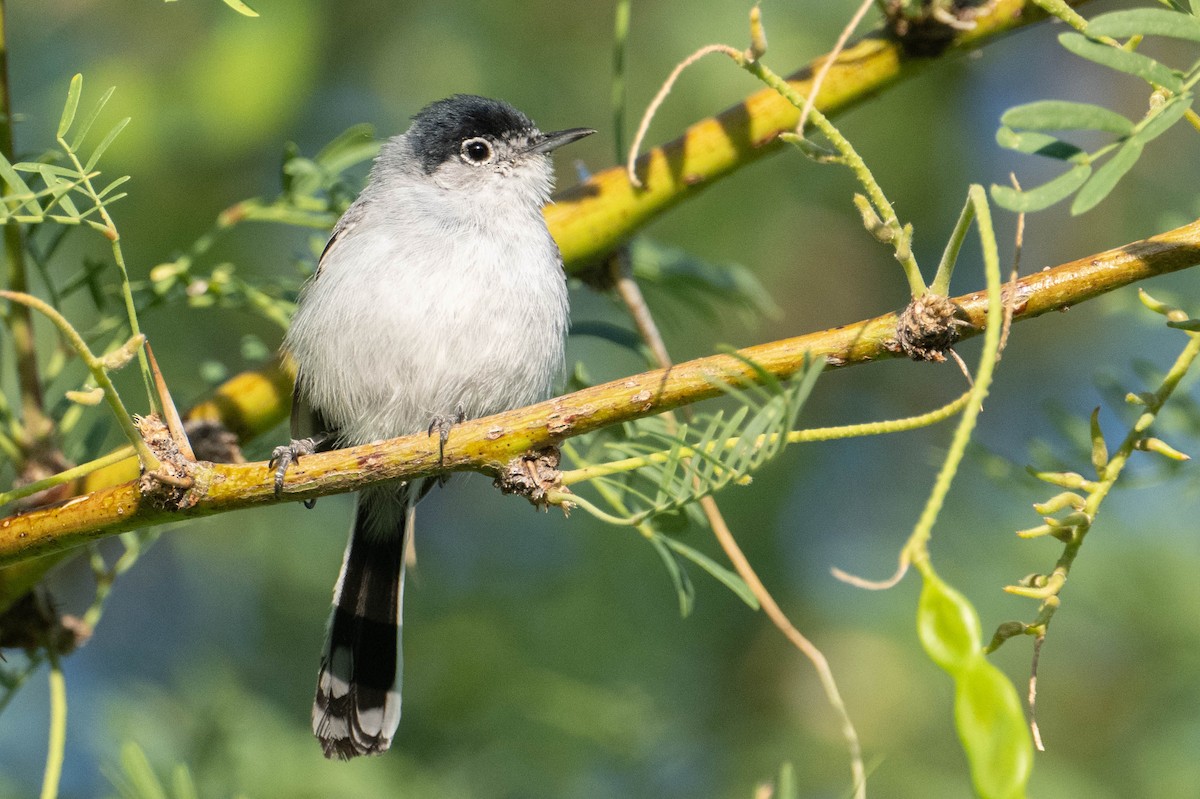 Black-tailed Gnatcatcher - Nancy Christensen