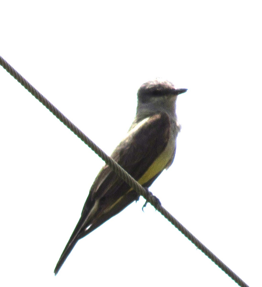 Western Kingbird - ML620686462