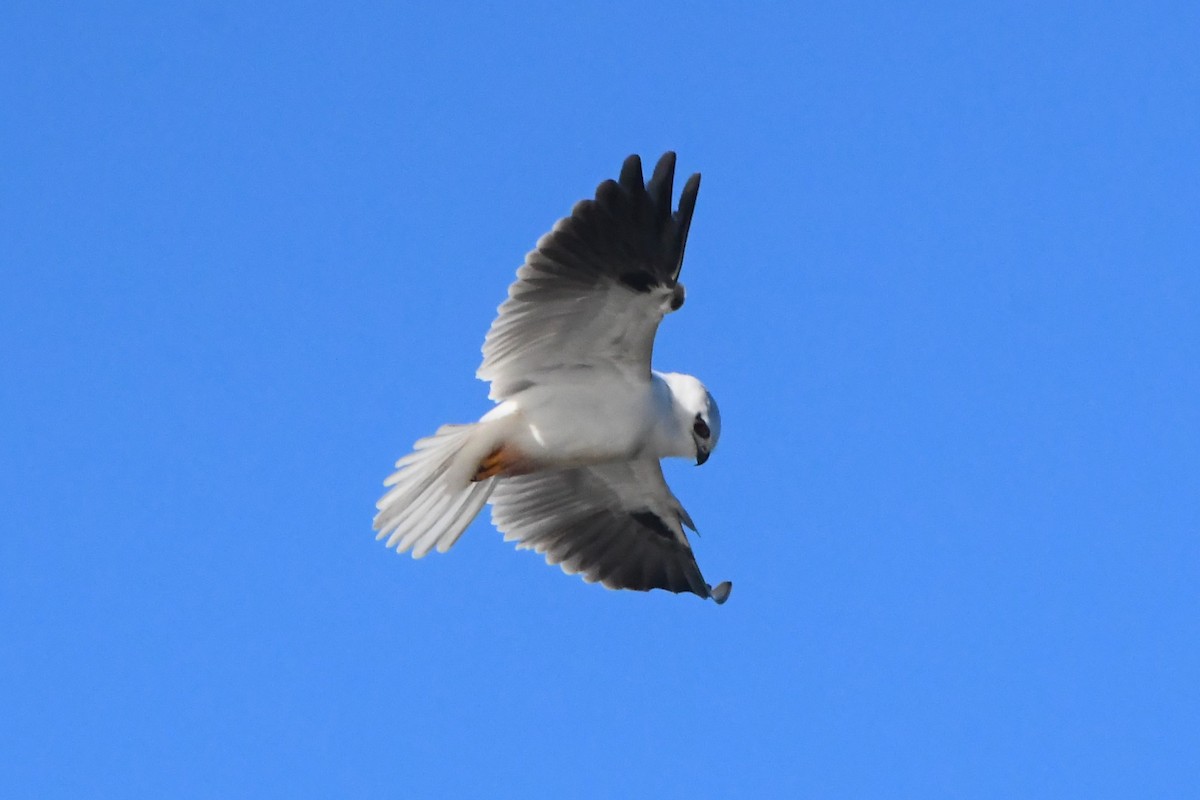 Black-shouldered Kite - ML620686463