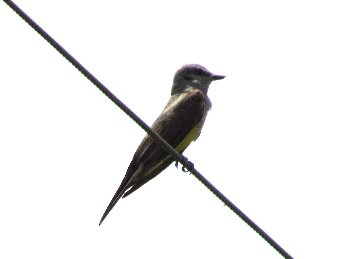 Western Kingbird - Twylabird Jean