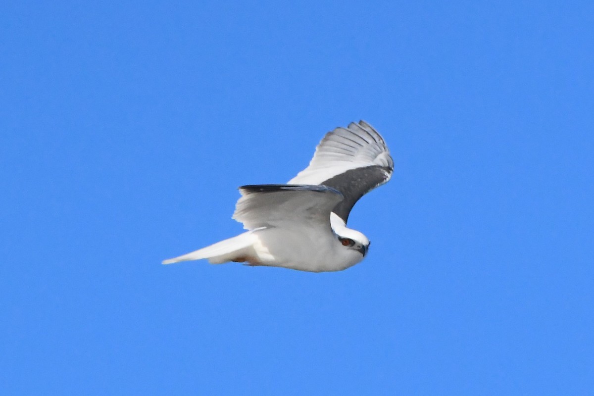 Black-shouldered Kite - Michael Louey