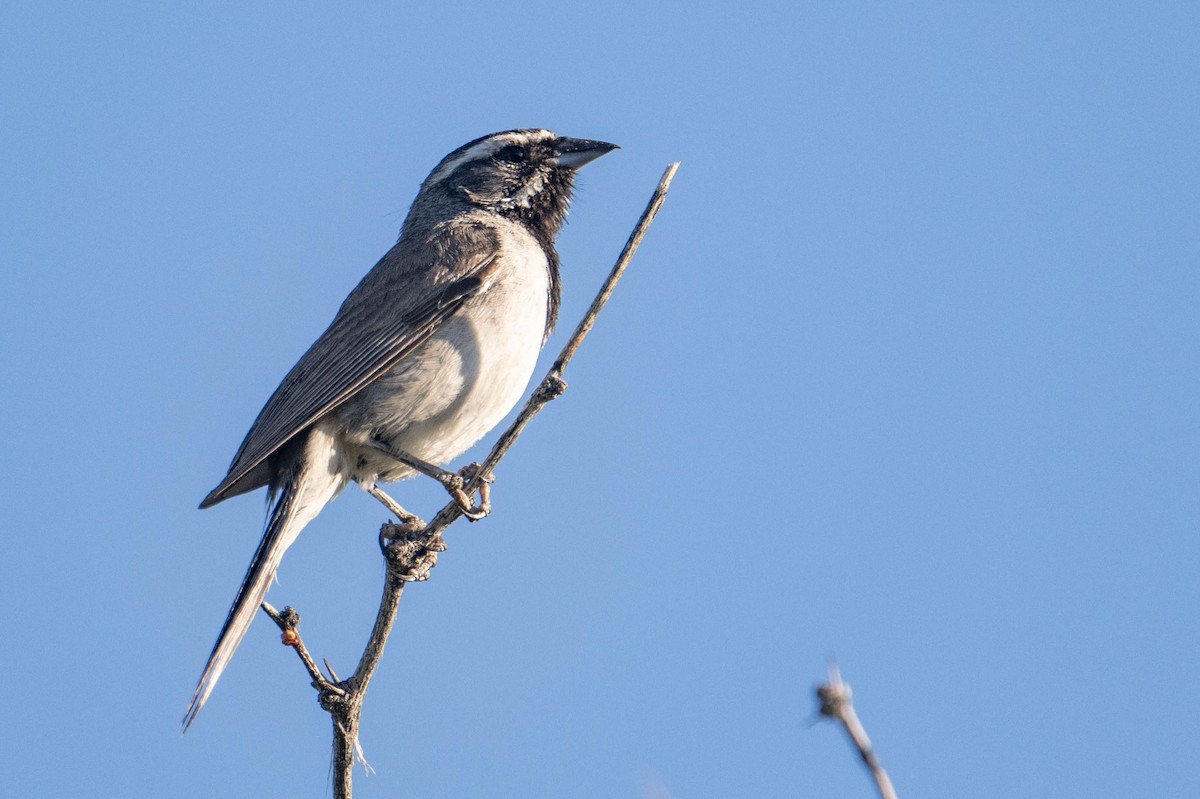 Black-throated Sparrow - Nancy Christensen