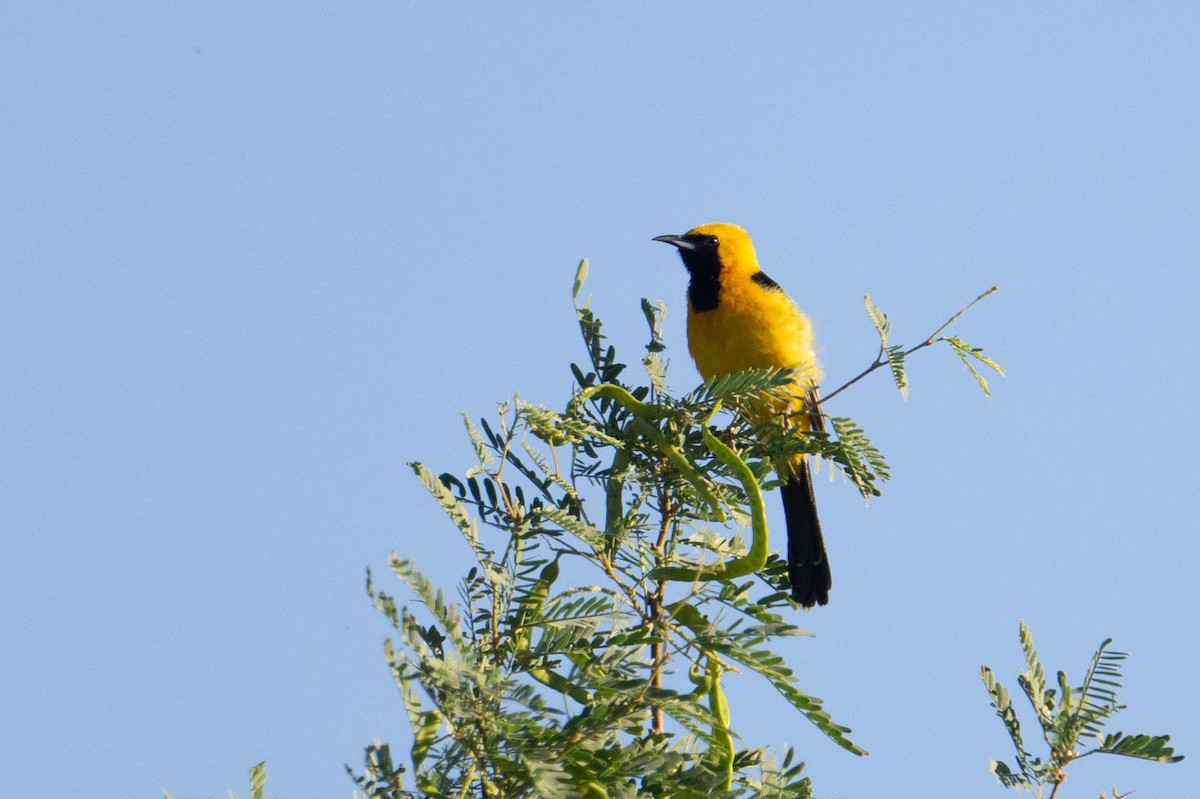 Oriole masqué - ML620686475