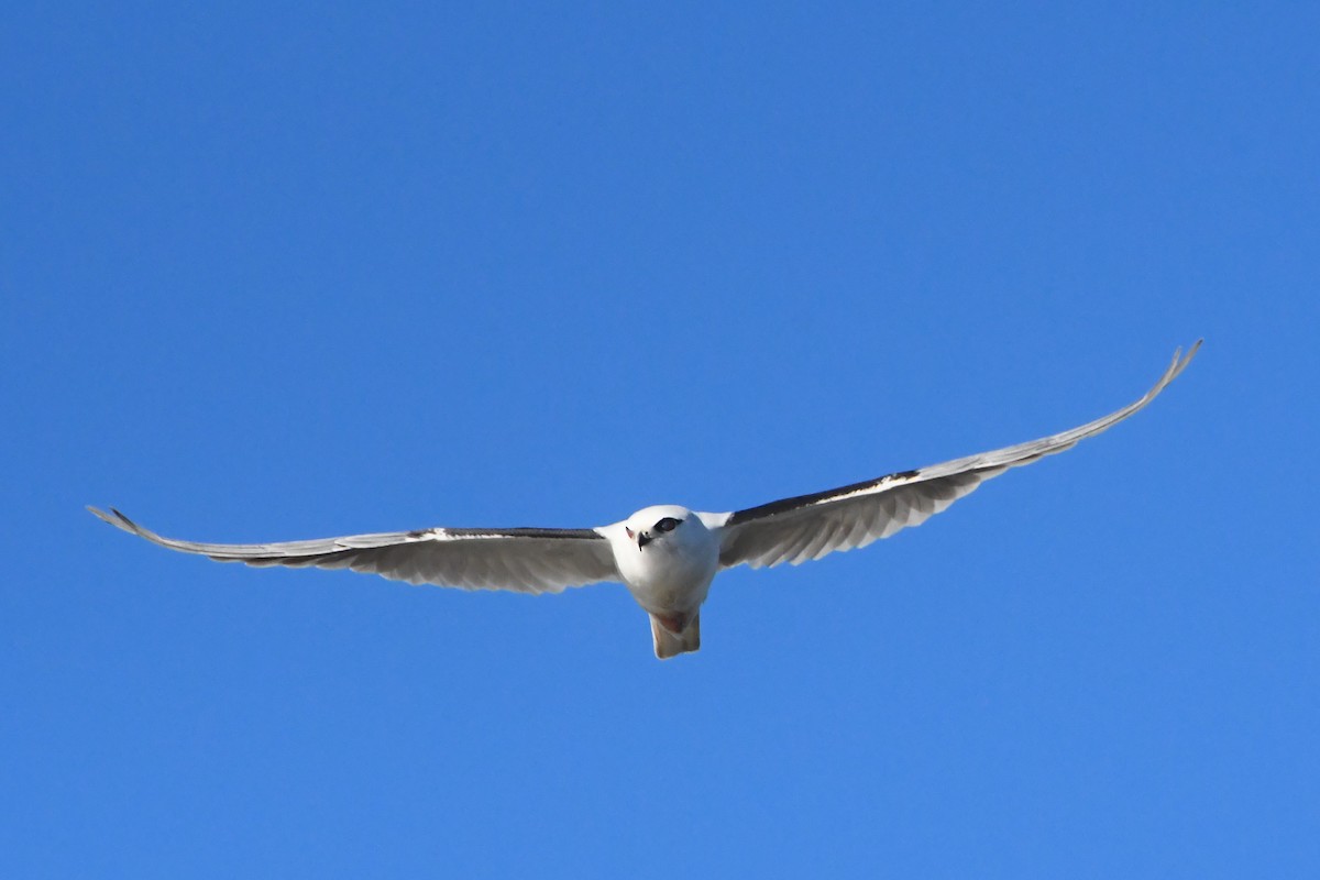 Black-shouldered Kite - Michael Louey