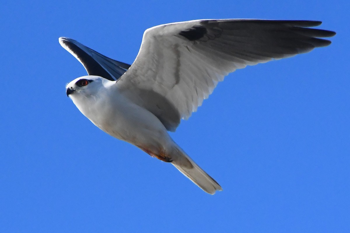 Black-shouldered Kite - ML620686477