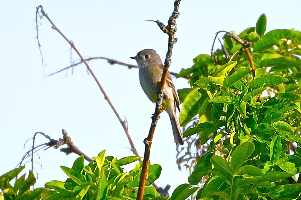 Dusky Flycatcher - ML620686479