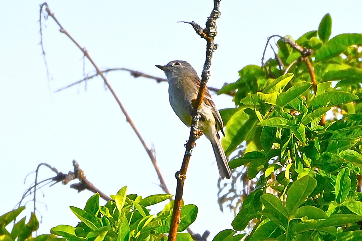 Dusky Flycatcher - ML620686480