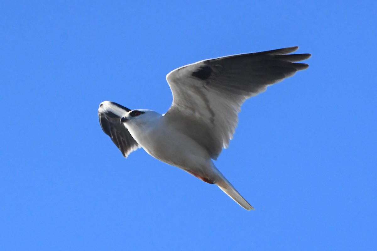 Black-shouldered Kite - ML620686482