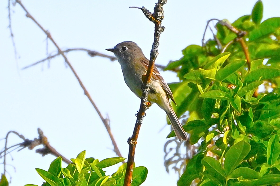 Dusky Flycatcher - ML620686483