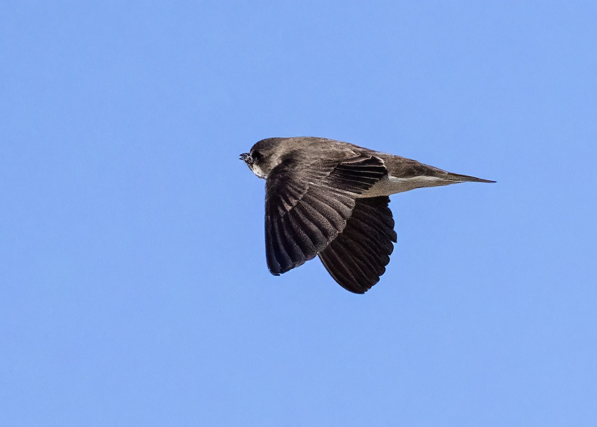 Bank Swallow - Bob Martinka