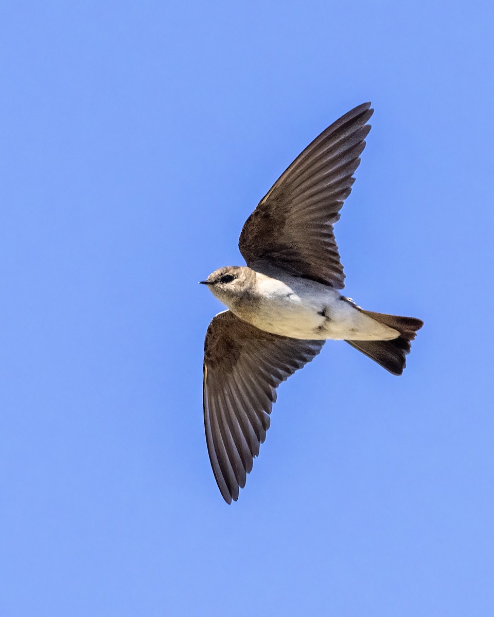 Northern Rough-winged Swallow - ML620686489