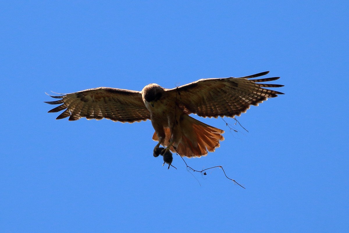 Red-tailed Hawk - ML620686491