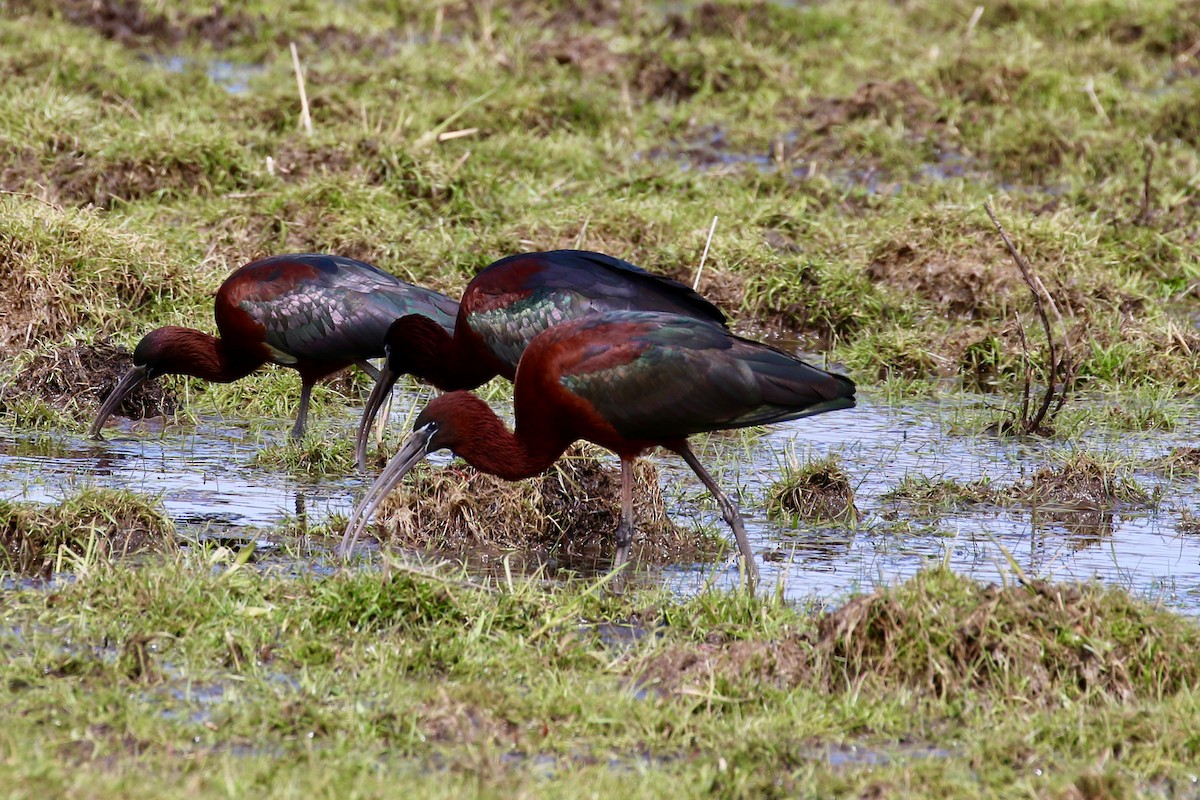 ibis hnědý - ML620686492