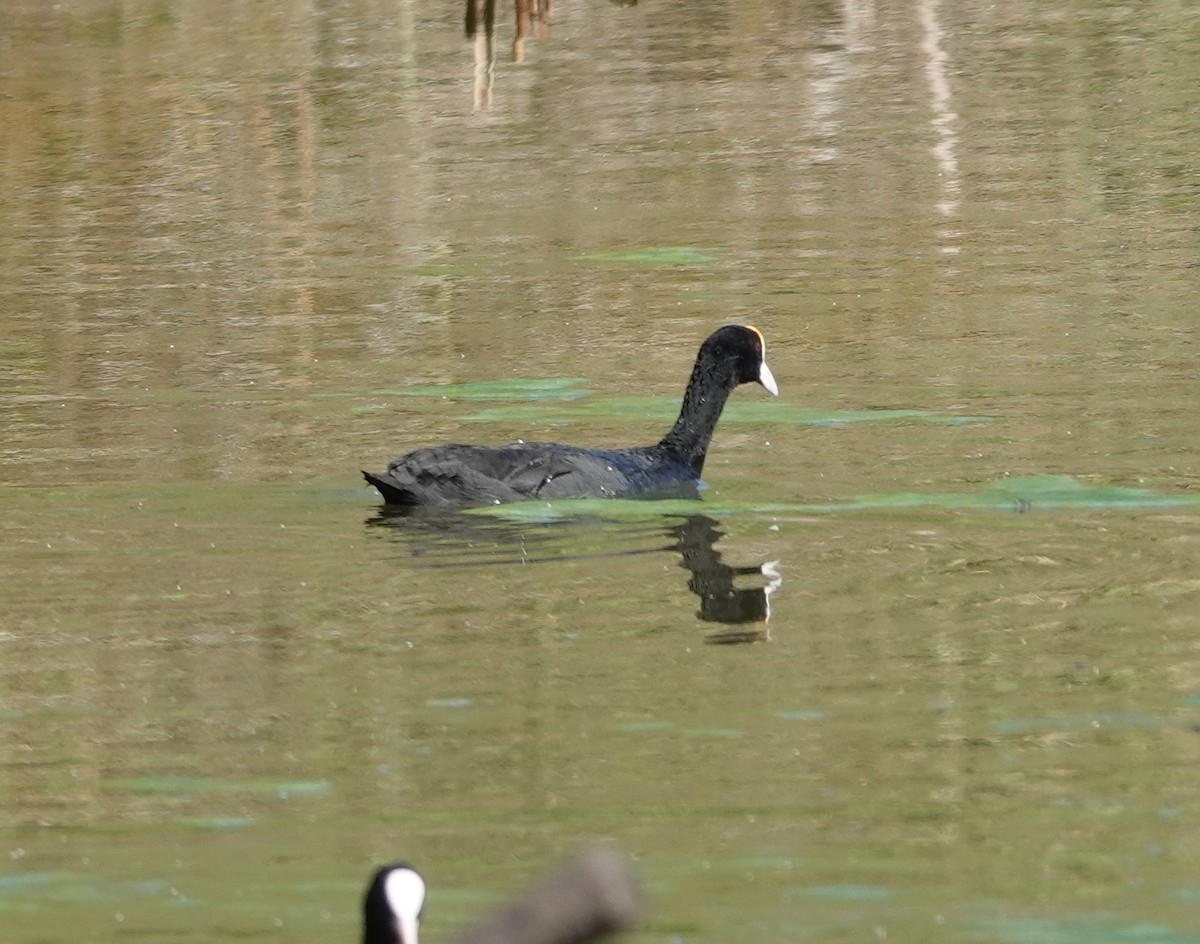 Eurasian x Red-knobbed Coot (hybrid) - ML620686498