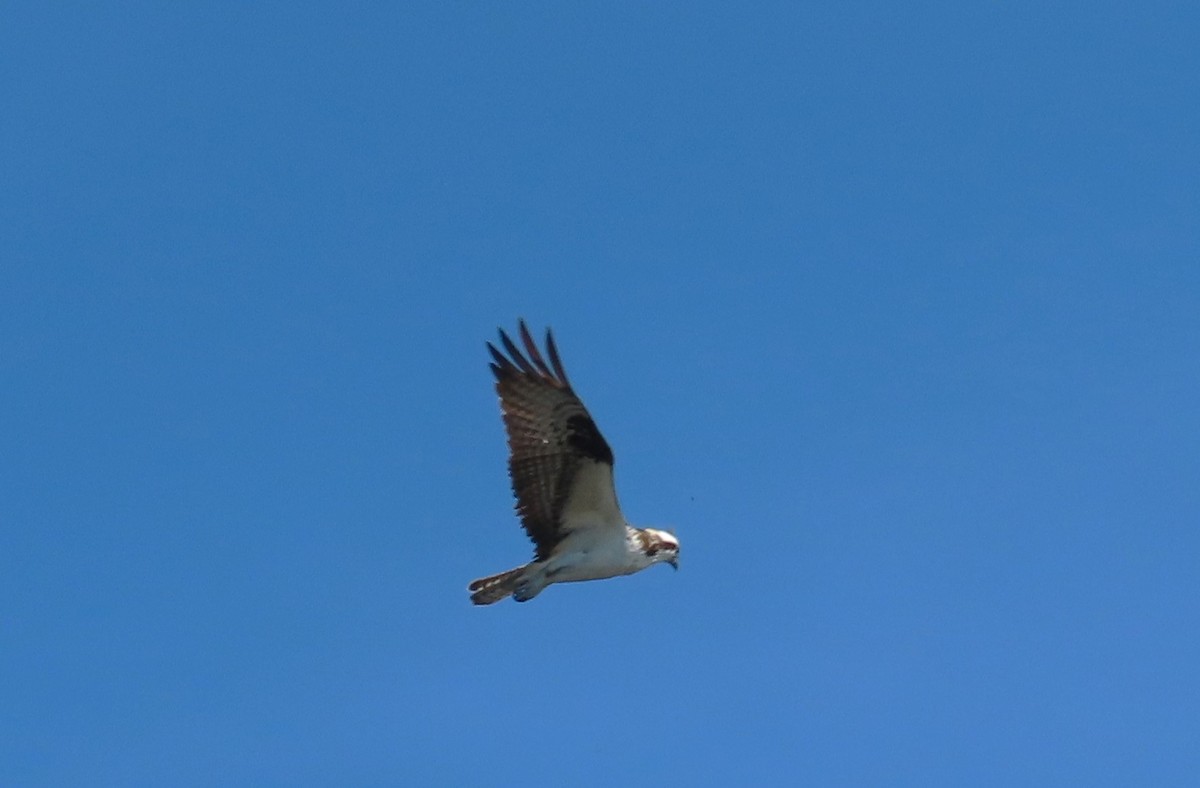 Balbuzard pêcheur - ML620686500