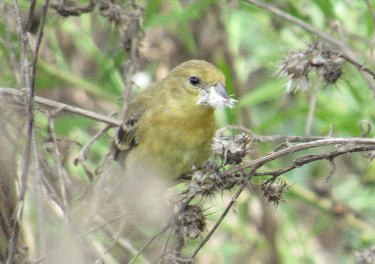 Lesser Goldfinch - ML620686502