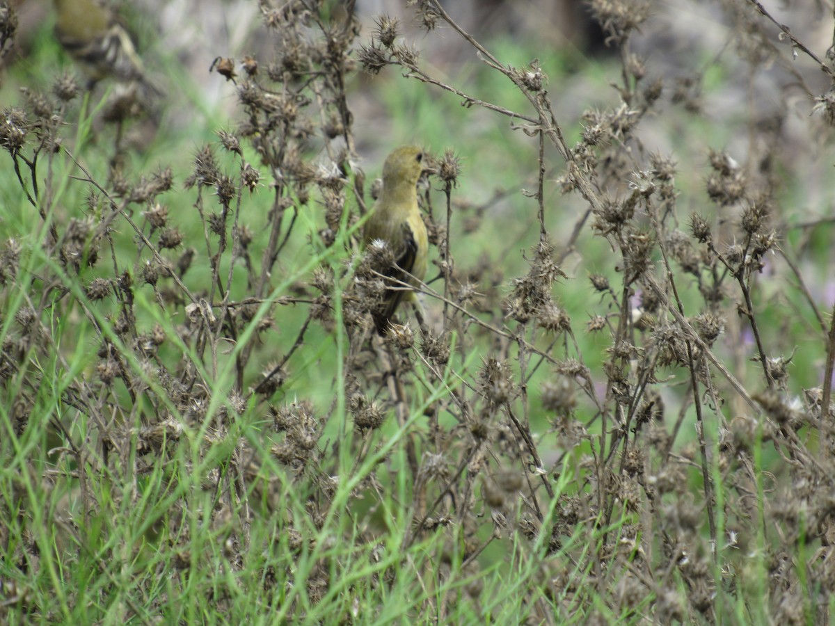 Lesser Goldfinch - ML620686505