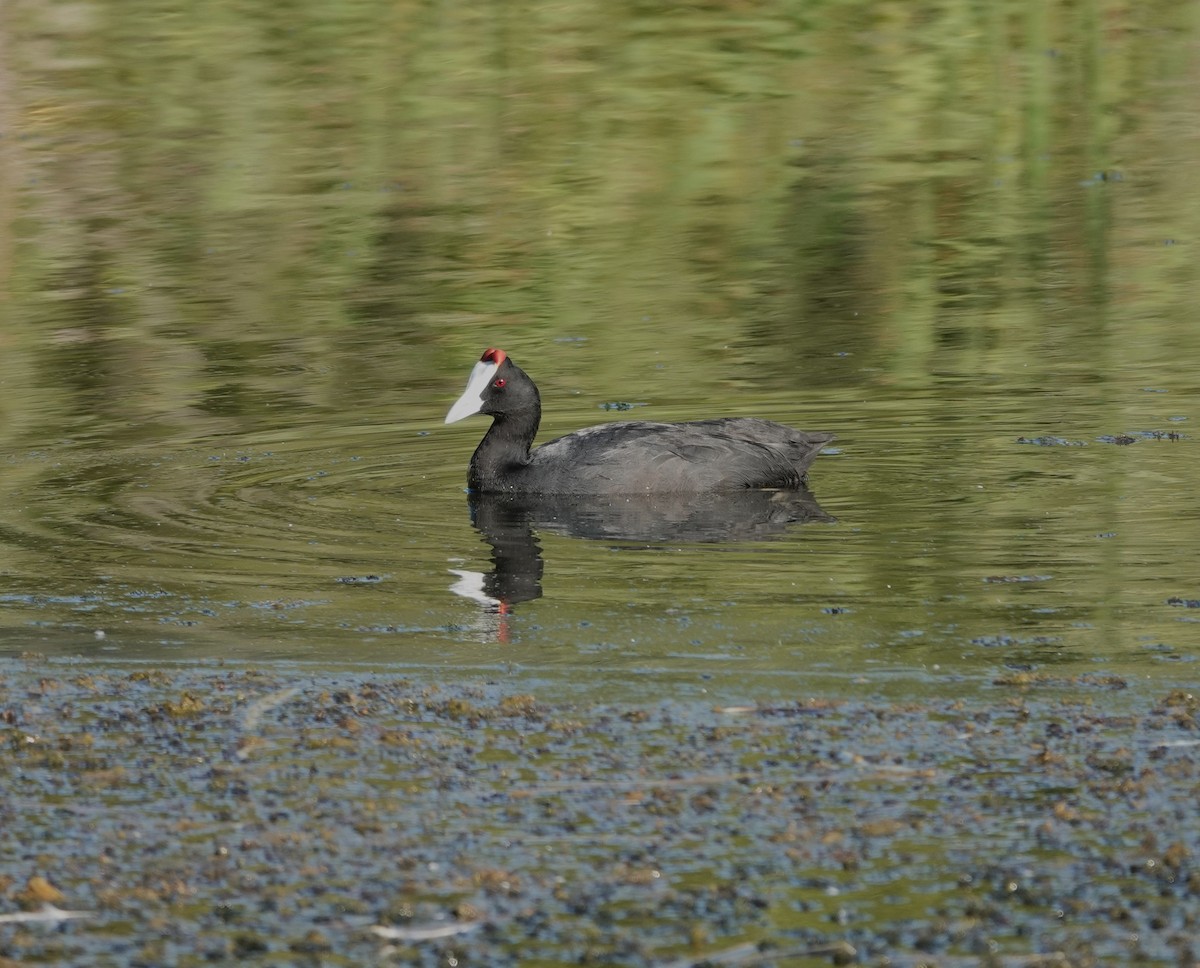 Red-knobbed Coot - ML620686506