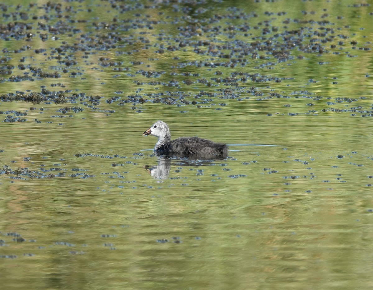 Red-knobbed Coot - ML620686507