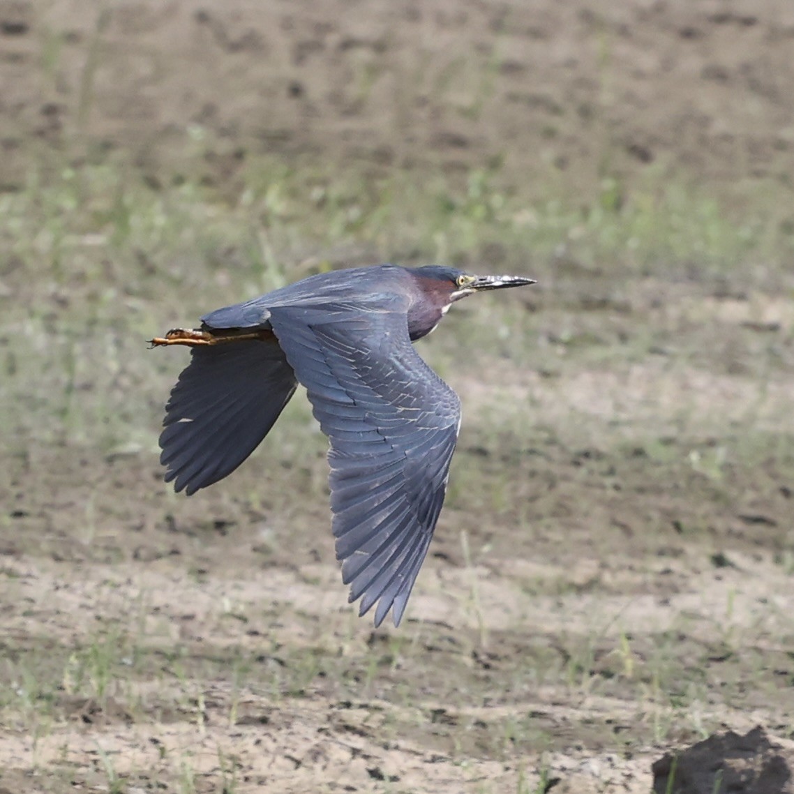 Green Heron - ML620686508