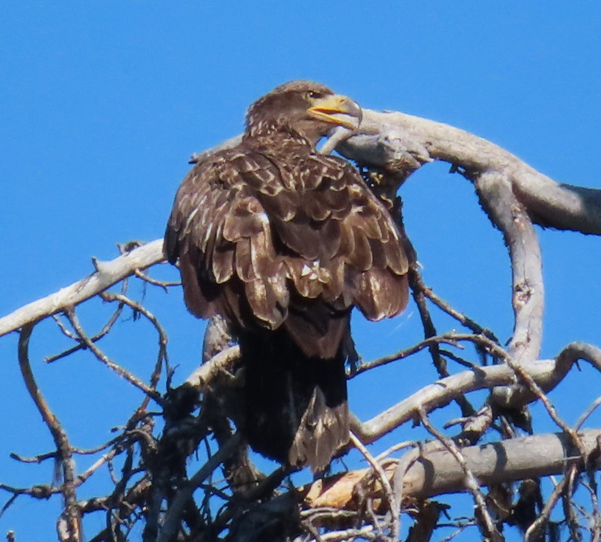 Bald Eagle - ML620686509