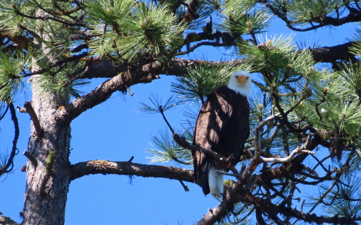 Bald Eagle - ML620686512