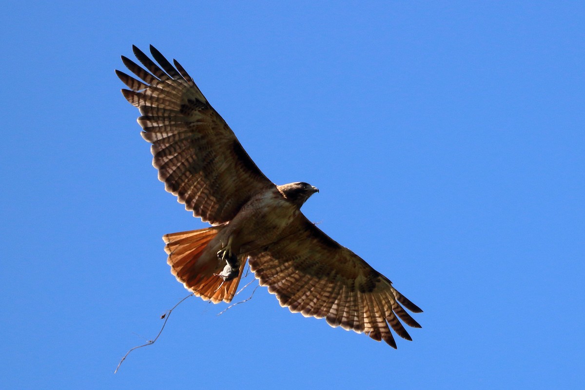 Red-tailed Hawk - ML620686515