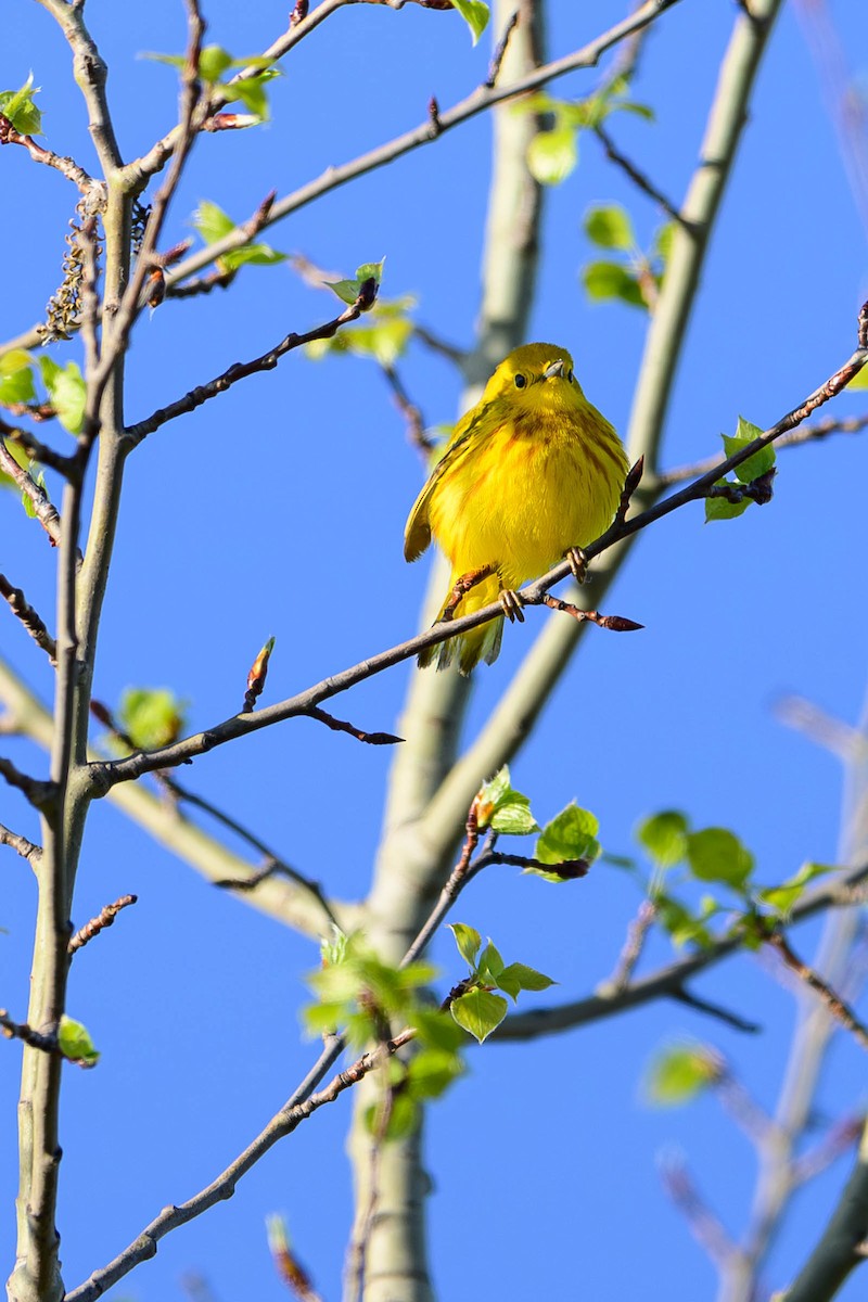 Yellow Warbler - ML620686516