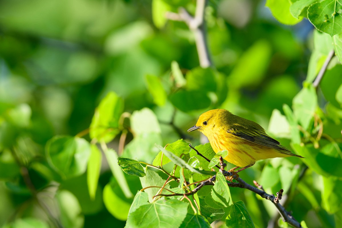 Yellow Warbler - ML620686517